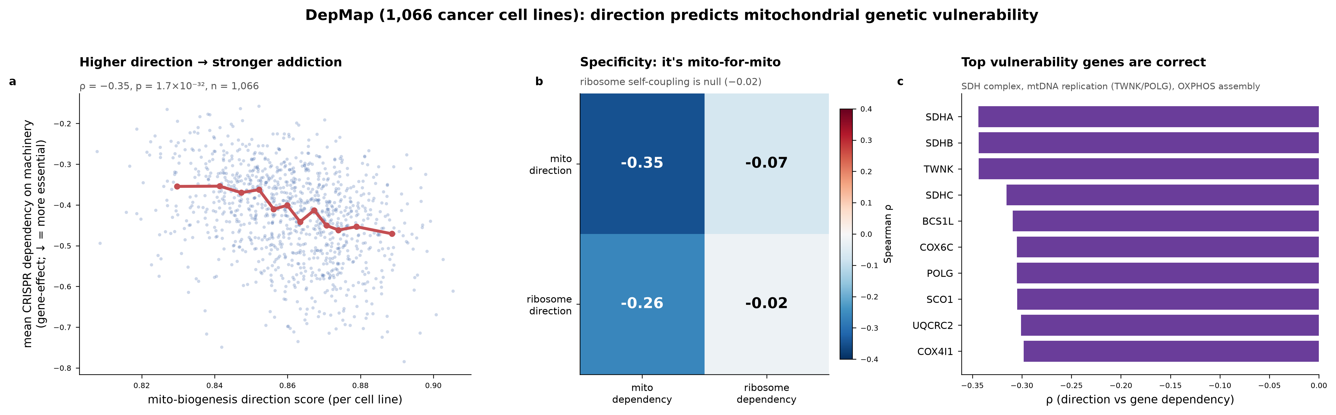 Scatter of net direction against CRISPR gene-effect across 1,066 DepMap cancer cell lines, with lineage and burden controls.